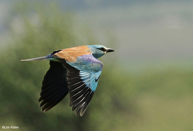 European Roller , Coracias garrulus .Bacha valley ,Golan   ,Israel  26-04-11.  Lior Kislev